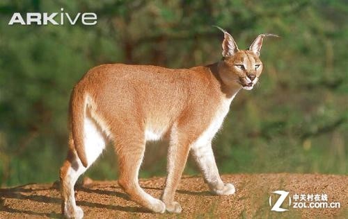 Щһ׷ľUbuntu 